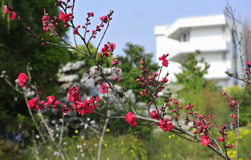 富順縣琵琶鎮(zhèn)九年制學校