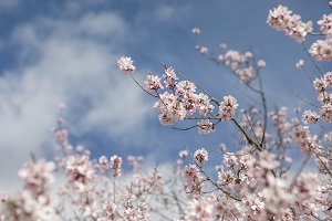 專升本后的本科需要讀幾年